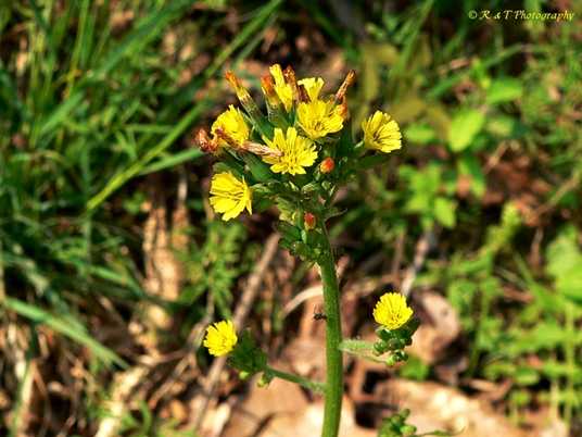 {Youngia japonica}